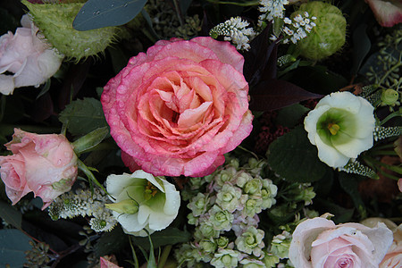 大粉红玫瑰 带水滴绿色雨滴玫瑰植物学粉色植物花朵植物群花瓣花束图片