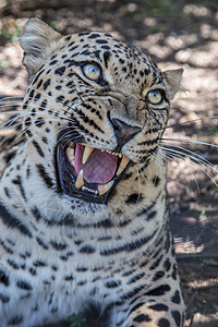 使用大牙齿的咆哮豹眼睛野生动物毛皮舌头动物捕食者胡须哺乳动物嘶嘶獠牙图片