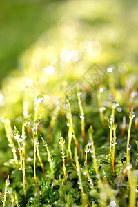 草上露露的甘露圆圈生长阳光气候雨滴花园热带反射草地植物图片
