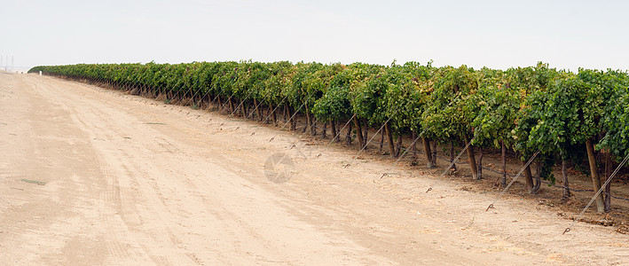 长线原生粮食水果葡萄 加利福尼亚农场农业图片