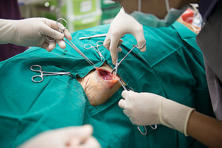 兽医在手术室做手术动物诊所外科操作刀刃助手情况医疗剪刀哺乳动物图片