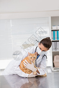 兽医用外科面具检查一只猫家畜工作医疗考试女性专家女士手术动物宠物图片