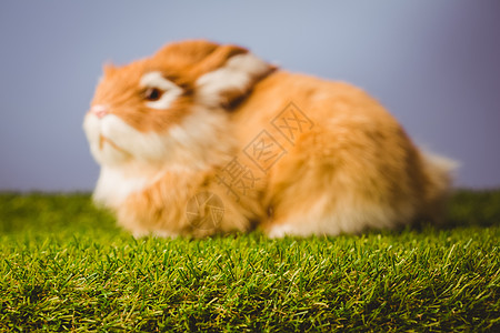 姜汁小兔动物宠物玩具填充兔子图片
