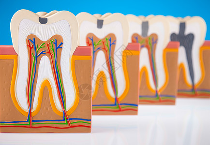 人牙结构 亮亮多彩的音调概念牌匾牙齿卫生指甲打扫身体衰变树脂咀嚼磨牙图片
