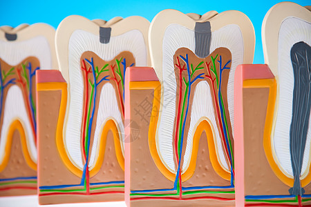 人牙结构 亮亮多彩的音调概念指甲牙科疼痛牙医假肢牙龈磨牙空腔口腔科神经图片