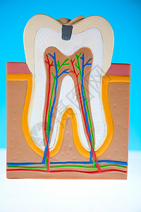 人牙结构 亮亮多彩的音调概念空腔衰变口腔科牙齿咀嚼卫生指甲感染假肢打扫图片