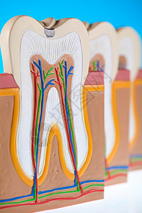 牙齿 亮亮多彩的音调概念磨牙牙龈牙医卫生衰变空腔牙科咀嚼假肢身体图片