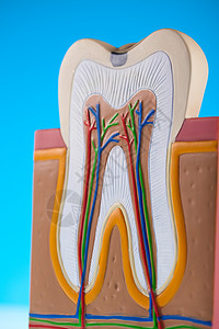 牙齿 亮亮多彩的音调概念牙科神经口腔科身体牌匾衰变指甲感染咀嚼牙医图片