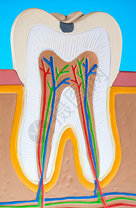牙齿解剖学 明亮多彩的音调概念打扫感染牙科假肢疼痛卫生指甲动脉磨牙空腔图片