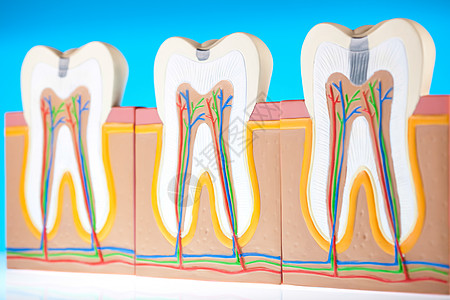牙齿解剖学 明亮多彩的音调概念树脂动脉牙科空腔疼痛牙医神经咀嚼牙龈打扫图片
