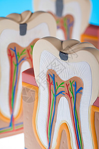 牙齿解剖学 明亮多彩的音调概念磨牙牌匾牙医身体树脂假肢感染口腔科动脉神经图片