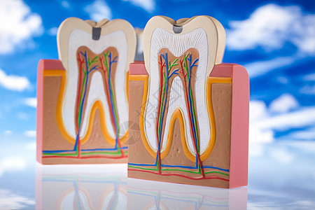 牙齿解剖学 明亮多彩的音调概念假肢指甲卫生空腔神经树脂牙科牙医感染动脉图片
