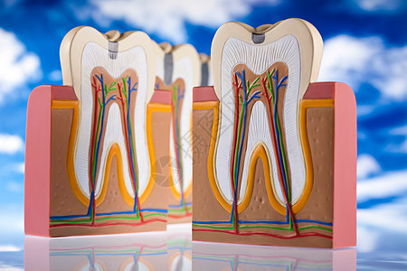 牙齿解剖学 明亮多彩的音调概念牌匾衰变空腔神经口腔科咀嚼牙科身体指甲动脉图片