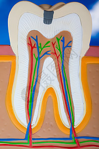 牙齿 亮亮多彩的音调概念牙科卫生树脂疼痛指甲磨牙衰变假肢牙龈口腔科图片