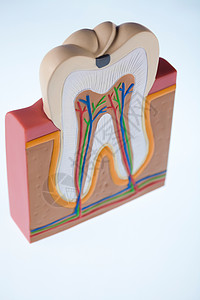 牙齿 亮亮多彩的音调概念感染牌匾假肢树脂指甲动脉疼痛神经咀嚼牙科图片