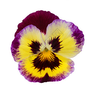 神经囊喜悦宏观园艺中提琴白色花瓣黄色植物群快乐紫色图片