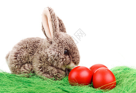 带鸡蛋的复活节兔子孩子阳光宠物草地文化乐趣垂耳庆祝活动假期图片