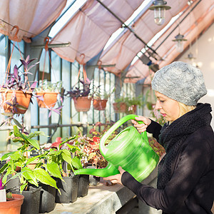在温室工作的花女店铺花艺植物学女性业主农场女士成人生长栽培图片