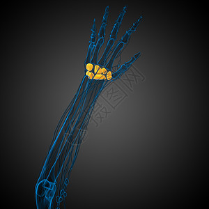 3d 展示人体骨骼的插图近端掌骨生理腕骨医疗远端指骨图片
