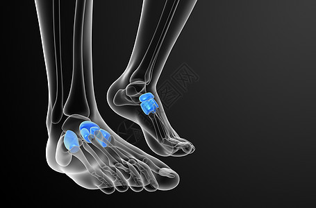 3d为医学上的中脚骨插图楔形长方体骨头指骨骨骼舟状跗骨文字医疗跖骨图片