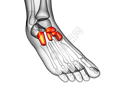 3d为医学上的中脚骨插图长方体舟状跖骨医疗跗骨文字骨骼楔形骨头指骨图片