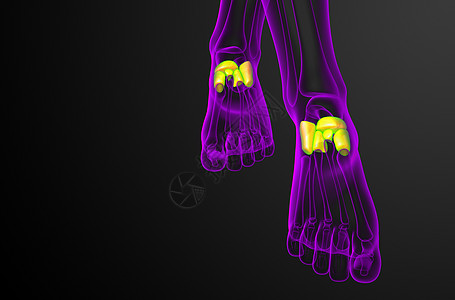 3d为医学上的中脚骨插图文字骨骼舟状指骨骨头医疗长方体跖骨楔形跗骨图片