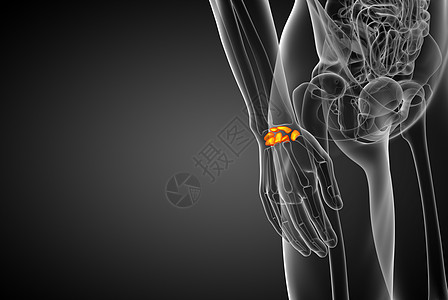 3d 展示人体骨骼的插图腕骨近端远端医疗生理指骨掌骨图片