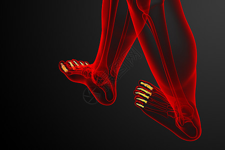 3d 表示医疗插图骨骼跖骨脚趾指骨生理跗骨骨头图片