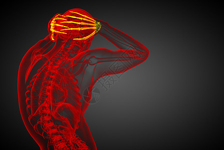 3d 展示人体手骨的插图图片