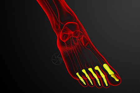 3d 表示医疗插图指骨脚趾跗骨生理骨骼跖骨骨头图片