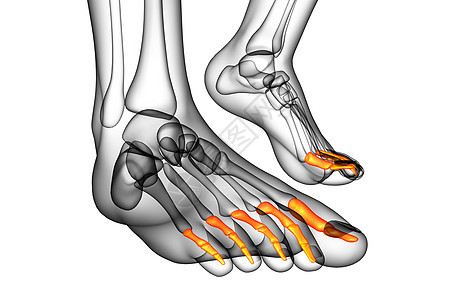 3d 表示医疗插图跗骨骨头骨骼生理脚趾指骨跖骨背景图片