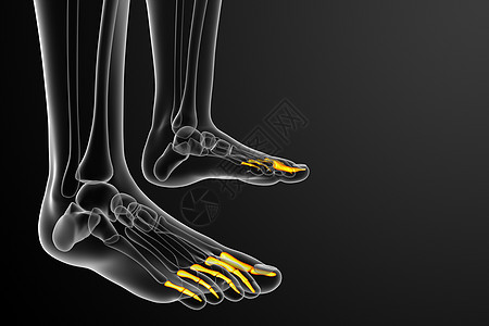 3d 表示医疗插图生理跗骨骨头脚趾跖骨指骨骨骼图片