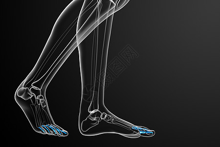 3d 表示医疗插图跖骨骨头指骨脚趾跗骨生理骨骼图片