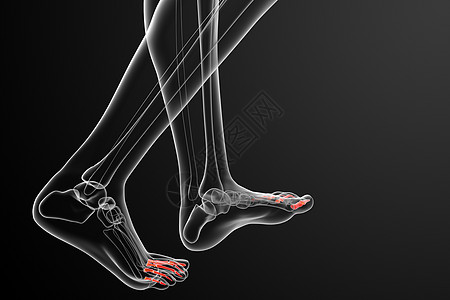 3d 表示医疗插图生理指骨脚趾骨头骨骼跗骨跖骨图片
