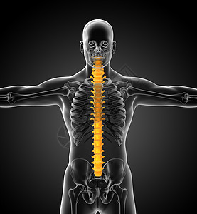 3d为人体脊椎的医学插图生物学骶骨骨干颈椎病腰椎骨骼医疗椎骨骨头脊柱图片