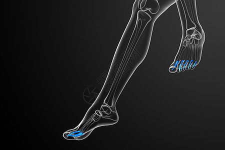 3d 表示医疗插图脚趾指骨跗骨生理骨头跖骨骨骼图片