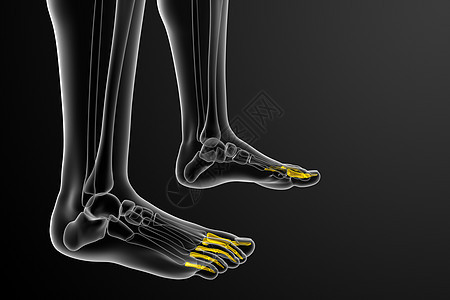 3d 表示医疗插图指骨骨骼脚趾跖骨生理骨头跗骨背景图片