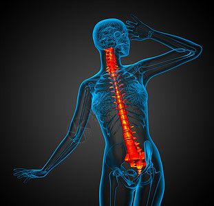 3d为人体脊椎的医学插图颈椎病脊柱骶骨胸椎背痛生物学医疗骨骼椎骨解剖学图片