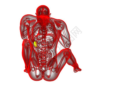 3d 提供脾脏的医学插图诊断器官病人医疗x光解剖学生物学药品图片
