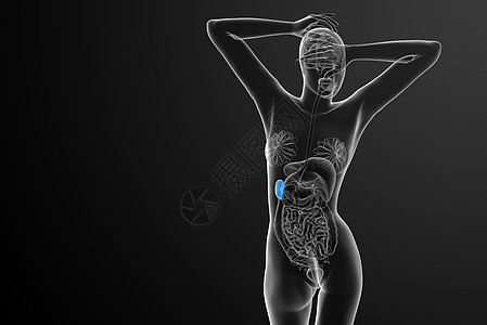 3d 提供脾脏的医学插图x光解剖学病人医疗药品生物学诊断器官图片
