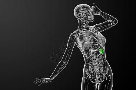3d 提供脾脏的医学插图诊断器官医疗生物学药品x光病人解剖学图片