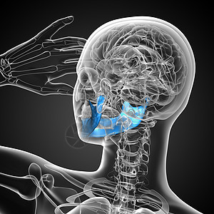 3D 下巴骨头医学插图图片