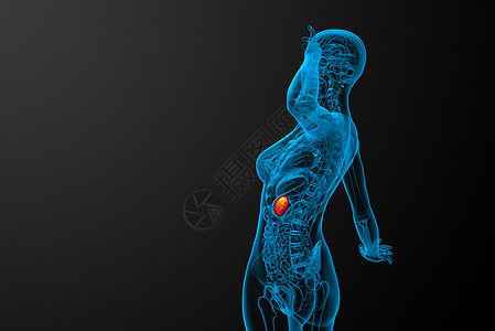 3d 提供脾脏的医学插图病人解剖学药品诊断医疗器官x光生物学图片