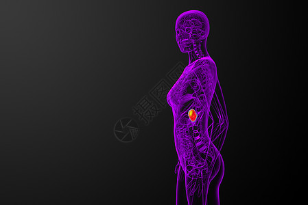 3d 提供脾脏的医学插图生物学x光解剖学医疗诊断器官病人药品图片
