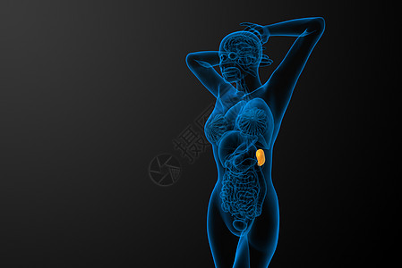3d 提供脾脏的医学插图器官生物学病人解剖学药品医疗x光诊断图片
