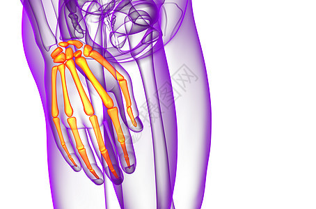 3d 表示骨架手的插图解剖学方阵骨头棕榈痛苦风湿病医疗手指骨骼背景图片