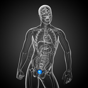 3d 提供膀胱的医疗说明生物学躯干器官冒号解剖学黑色输尿管尿酸图片