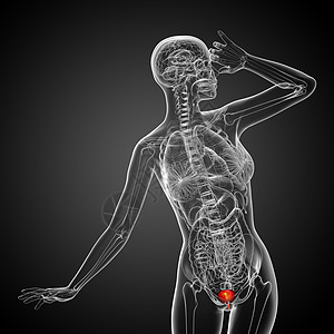 3d 提供膀胱的医疗说明冒号器官解剖学躯干输尿管尿酸生物学黑色图片