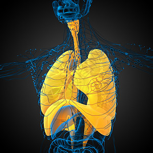 3d为人类呼吸道系统医学说明 第3d条胸部腹部解剖学器官支气管图片