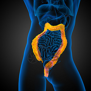 人类消化系统 大肠痛苦腹痛器官医疗胰腺解剖学膀胱胆囊冒号背景图片